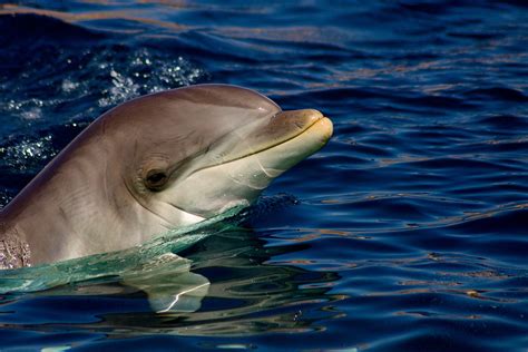 Dolphin Fish Aquatic Free Photo On Pixabay Pixabay
