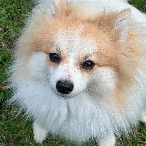 What Are Pomeranians Mixed With