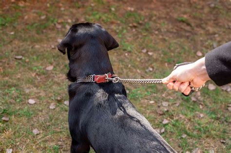 11 Things Humans Do That Dogs Hate