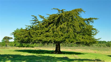 Yew Taxus Baccata British Trees Woodland Trust
