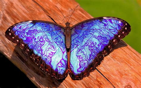Online Crop Blue And Black Butterfly Nature Insect Butterfly Blue