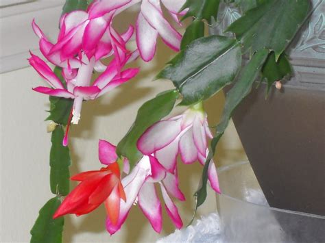 Aka christmas cactus, holiday cactus, easter plant, easter cactus ease of care: Christmas Cactus (growing, tree, cacti, south) - Garden ...