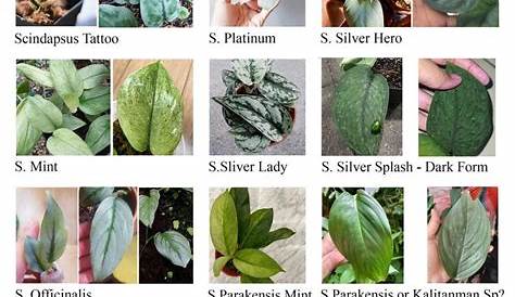 Pin by Sue Cross on Houseplant Info | Unique plants, Plant leaf