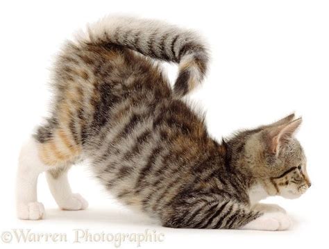 squirrel tail kitten pouncing in a play bow gorgeous cats pretty cats kitten