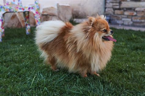 Pomeranian Dog Breed Information Facts Training Tips And More