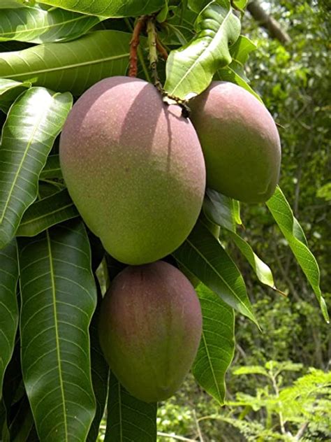 Amazon Com Green Leaf Mango Trees Mangifera Indica Seeds Patio My XXX