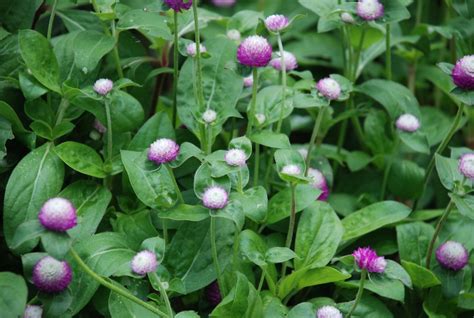 Gomphrena Globe Amaranth For Summer Easy Color What Grows There
