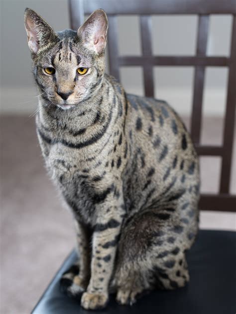 The snake retreatred into the bushes and will probably think. My Savannah cat Rufio : cats