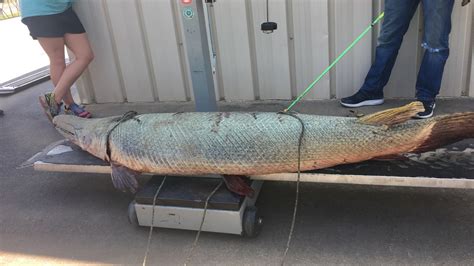 Final day of the trip was a success! 60-year-old alligator gar caught on Brazos River a new record | WOAI