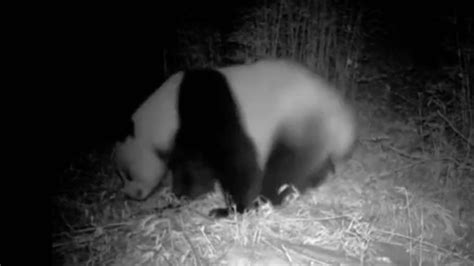 Wild Panda Spotted By Infrared Camera Youtube