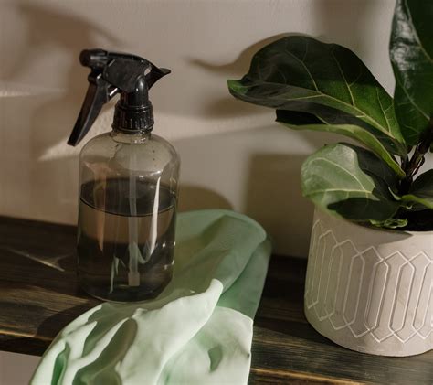 9 Homemade Bug Sprays For Indoor Plants 2024 Gardeners Grail