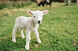 Cute baby lamb standing in a field by Suzi Marshall - Stocksy United
