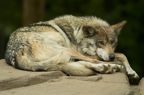Mexican Gray Wolves The Endangered Wolf Youve Never Heard Of
