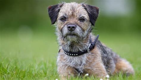 35 Most Popular Dog Breeds In The Uk Top Dog Tips