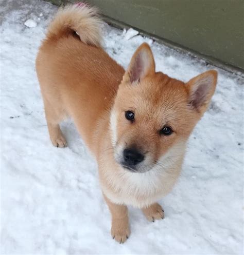 Hokkaido Inu