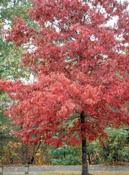 Northern Red Oak Tree Red Oak Tree Shade Trees Fast Growing Shade Trees