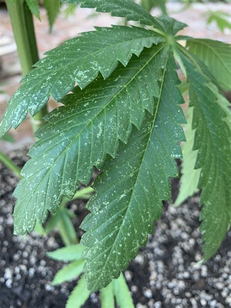 7 Reasons Why Cannabis Plants Grow Slow Grow Weed Easy