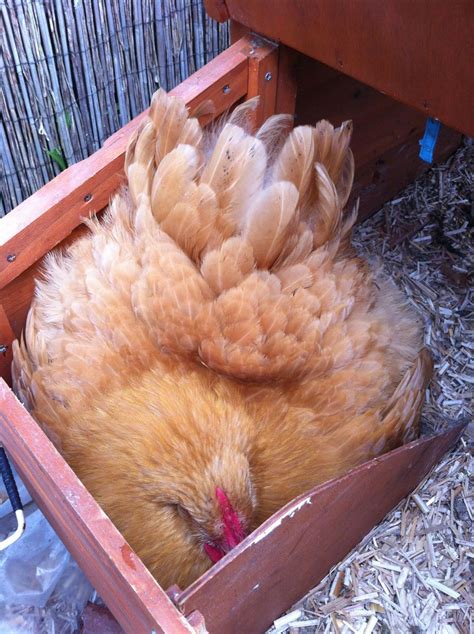 buff orpington hen brooding backyard chickens learn how to raise chickens