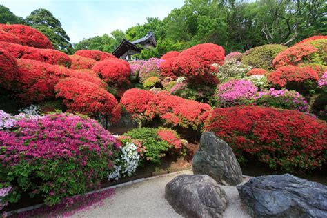 Японские Цветы Фото Telegraph