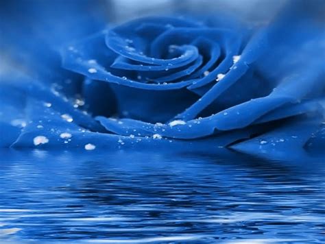 1920x1080px 1080p Free Download A Beautiful Blue Rose Water Wet