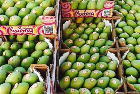 Riesgo Sanitario En Oaxaca Mosca De La Fruta Amenaza A Productos De