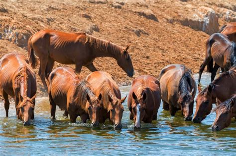 Herd Of Wild Horses Drink Water In Steppe Stock Image Image Of