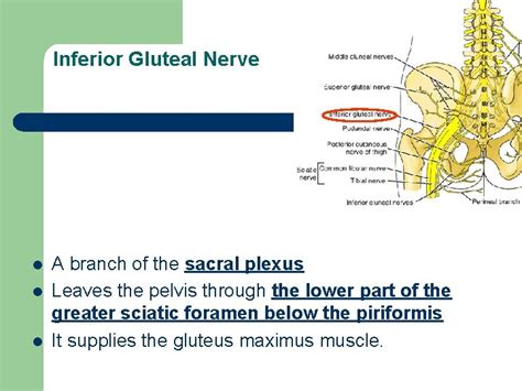 Nerves Of Lower Limb Dr Fadel Naim Orthopedic