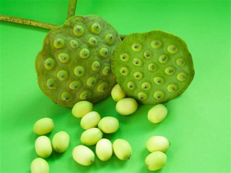 Close Up Of Lotus Pods And Seeds Free Stock Photo Public Domain Pictures