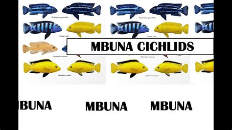 Chronicles Of Fkj Season 1 Sexing Mbuna Cichlids Youtube