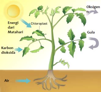Fotosintesis Fotosintesis Pada Tumbuhan