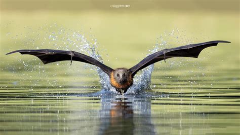 Flying Foxes In South Australia Exposed To Zoonotic Viruses