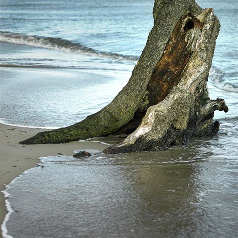 Tree Surrounded By Seawater On Beach At High Tide Digital Art By