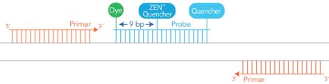 Qpcr Probes Selecting Reporter Dyes And Quenchers Idt