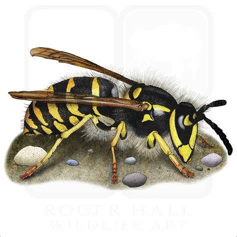 Common Yellowjacket Wasp Signed Fine Art Print Inkart