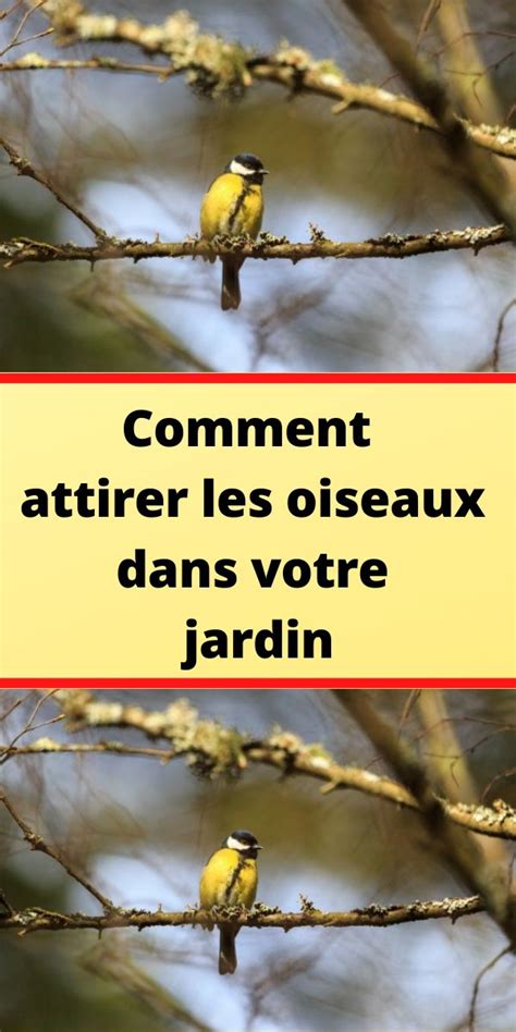 Comment Attirer Les Oiseaux Dans Votre Jardin Haustiersos En 2023