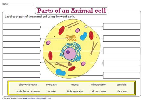 Label The Parts Of An Animal Cell Plant And Animal Cells Animal Cell