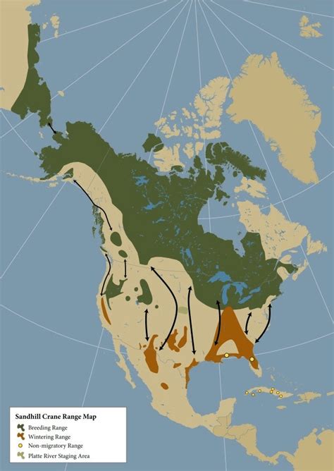Range Of The Sandhill Crane In North America Download Scientific Diagram