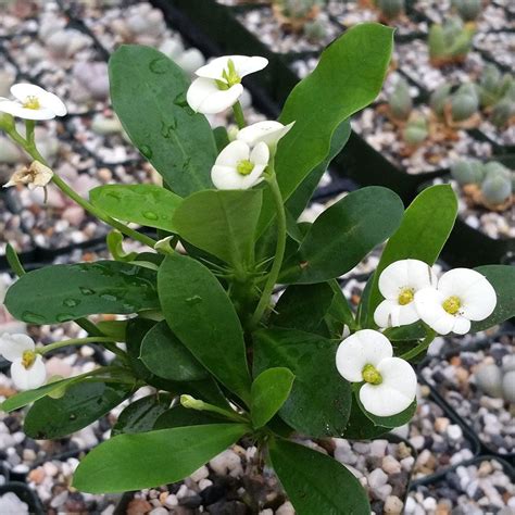 Rare Euphorbia Milii White Angel Crown Of Thorns Christ