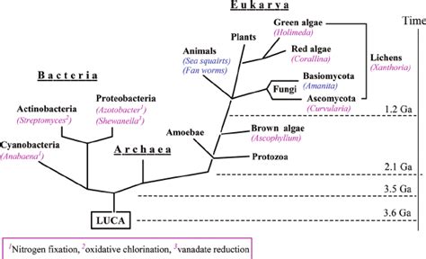 Phylogenetic Tree Showing The Three Kingdoms Of Life Bacteria
