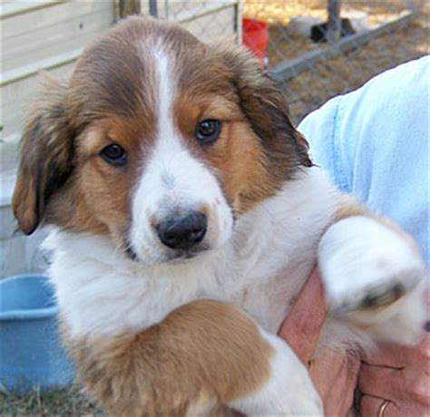 Search through thousands of adverts for puppies & dogs for sale in the uk, from pets4homes, the uks most popular free pet classifieds. English Shepherd Puppies For Sale in Seguin TX