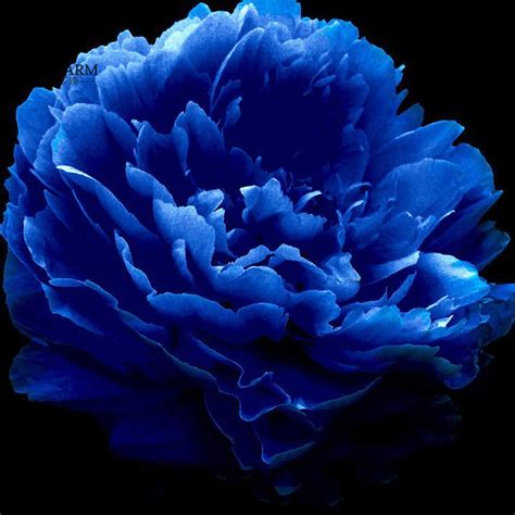Us 072 Bellfarm Rare Luo Yang Dark Blue Tree Peony Flower Bonsai