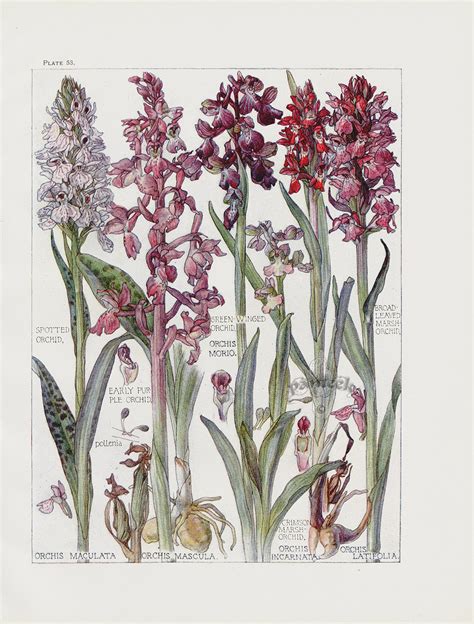 Spotted Orchid Early Purple Orchid March Orchid From Botanical Prints