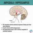amygdala-hippocampus-stress-and-the-brain - Positive Routines