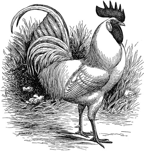 Single Comb White Leghorn Cock Clipart Etc