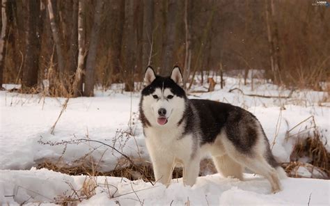 Dog Forest Winter Alaskan Malamute Snow Dogs Wallpapers 2880x1800