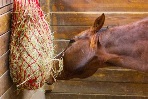 Stable Yard Safety Haynet