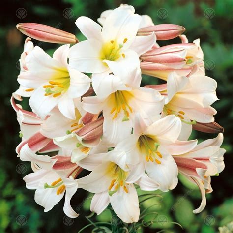 Buy Lilies Regale Trumpet Lily Free Delivery