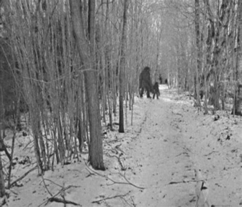 Old Bigfoot Photos From New York State Found In Deceased