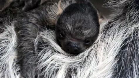 Baby Sloth Cuddles With Mom At Denver Zoo