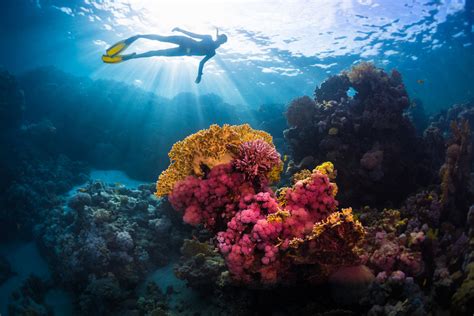 9 Of The Most Famous Coral Reefs In The World Aquaviews